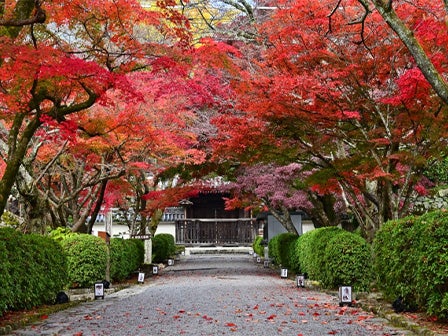 中部発 滋賀県を代表する紅葉名所をゆっくり観賞!湖南三山常楽寺と西教寺の紅葉トンネル 期間限定の近江牛「戦国御膳」<JAMJAM TOUR>2